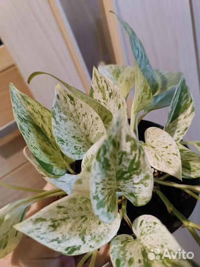 Сциндапсус хеппи лиф