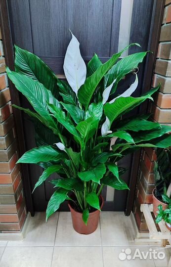 Спатифиллум королевский высотой 120 см