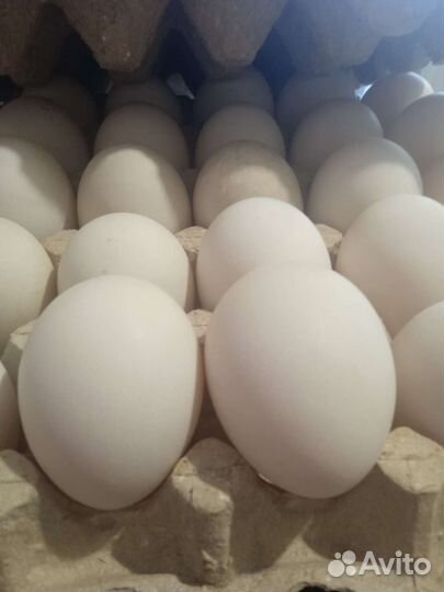 Утиные яйца