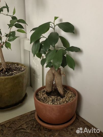 Фикус Микрокарпа бонсай