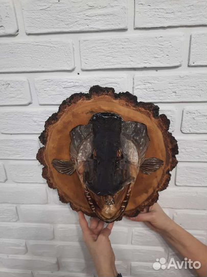 Чучело головы щуки на спиле