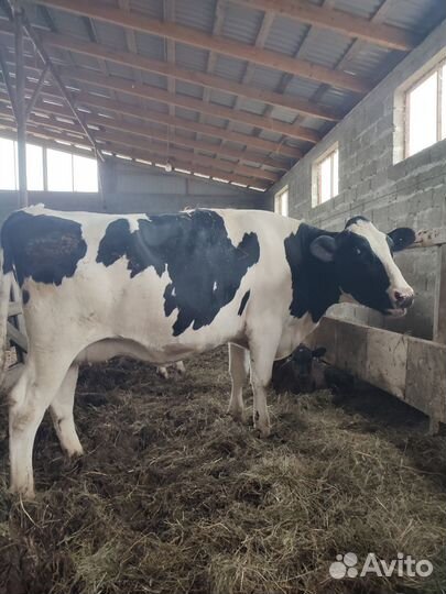 Корова высокоудойная