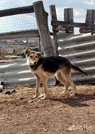 Собака в добрые руки