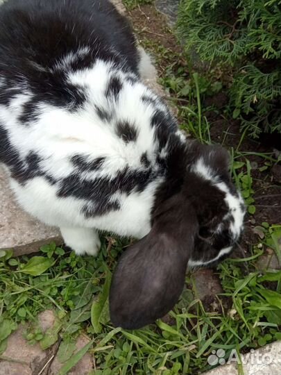 Кролики французкий баран