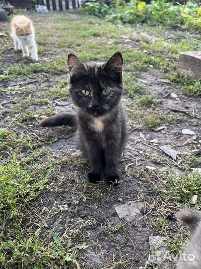 Котенок девочка в добрые руки