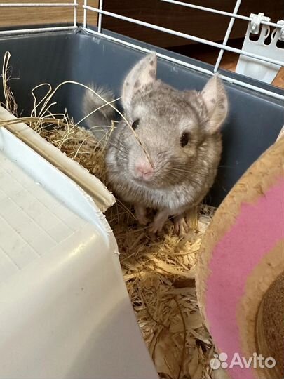 Малыши шиншиллы