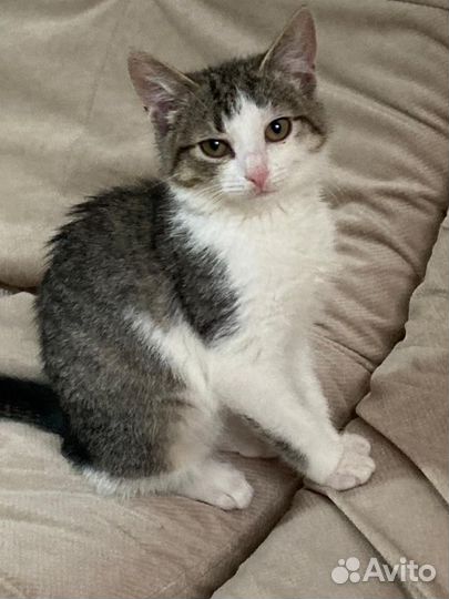 Домашние котята 3 месяца