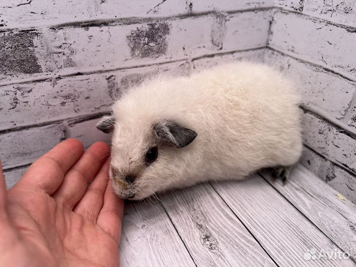 Морская свинка тедди Калифорния, мальчик