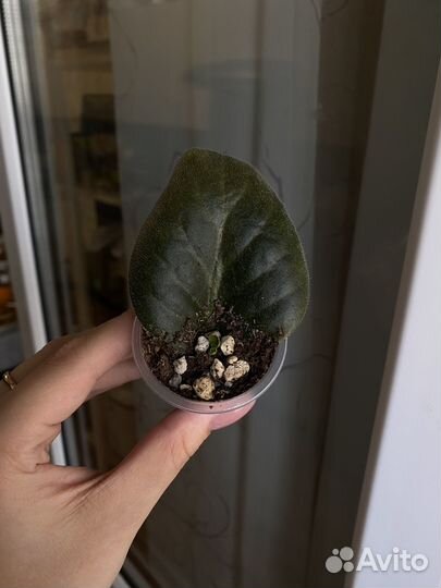 Детки сортовых фиалок 10 шт