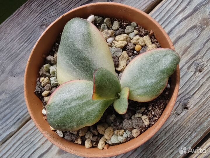 Крассула Блю Берд вариегатная