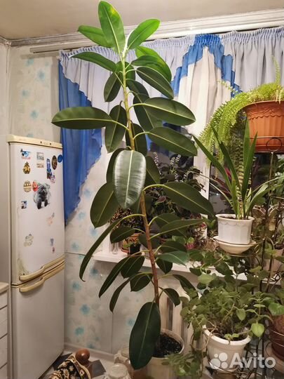 Фикус каучуковый большой