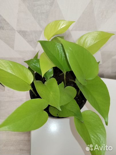 Эпипремнум Неон