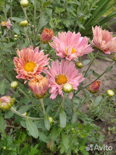 Ива пурпурная и Хризантема, каприфоль