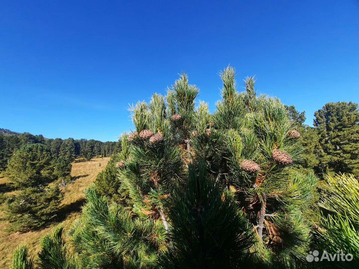 Свежая Шишка кедровая подарочная ароматная