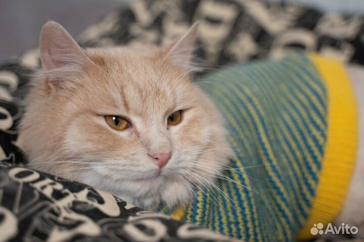 Кот Тедди добрые руки