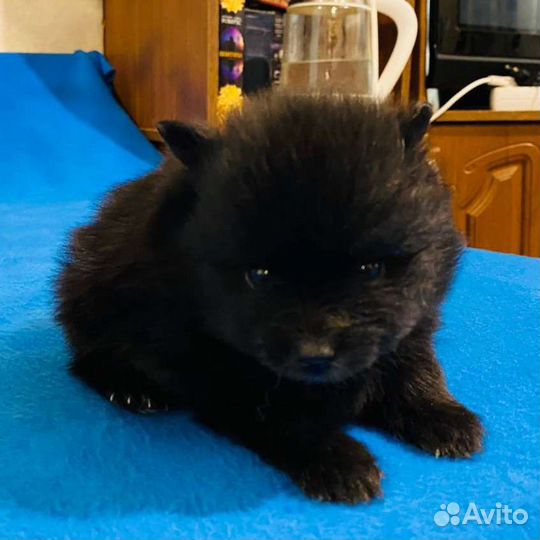 Шпицы. Девочка и мальчик