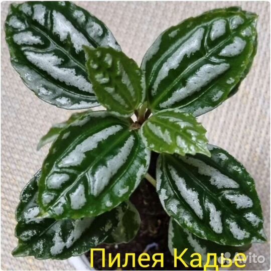 Много домашних растений