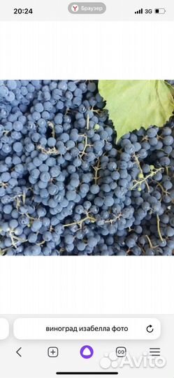 Виноград сорта Изабелла