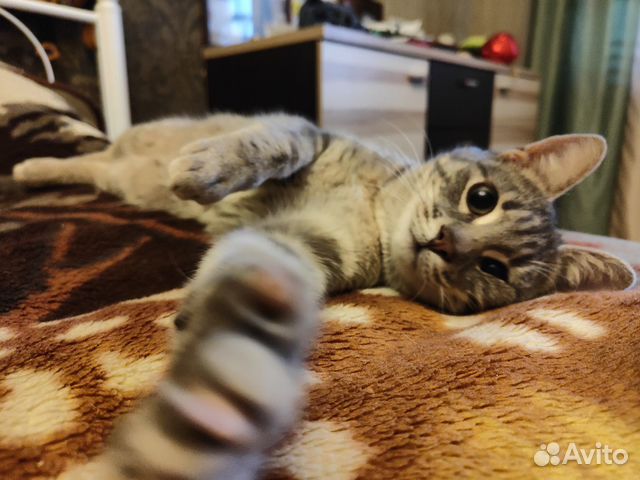 Мурчалкин в добрые руки