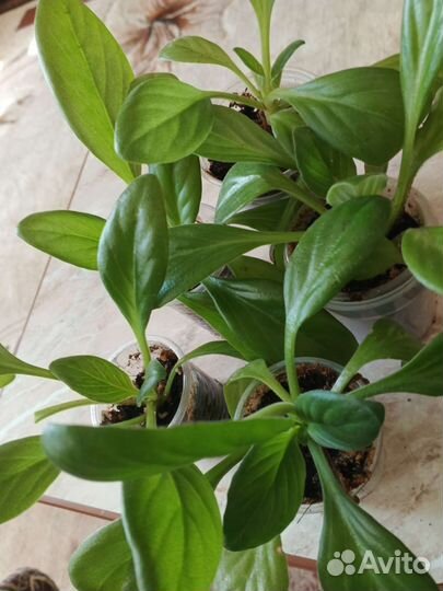 Хирита. Комнатные цветы