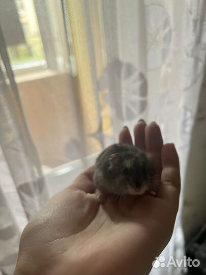 Хомяк с клеткой