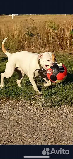 Питбуль в добрые руки