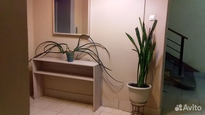 Продам цветы комнатные