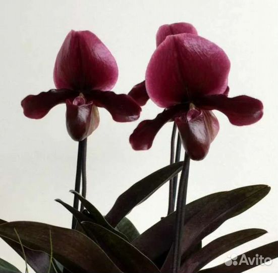 Орхидея пафиопедилум