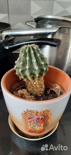 Кактусы и суккуленты