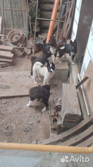 Щенки лайки