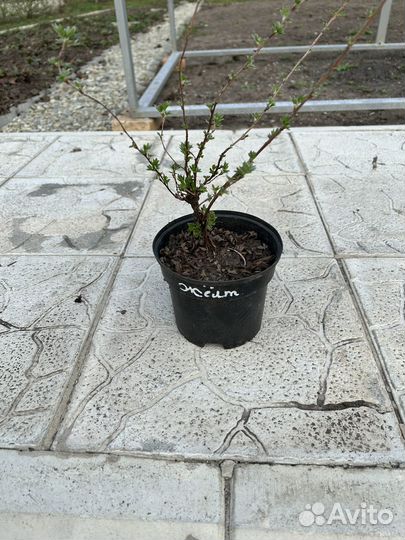 Лапчатка желтая