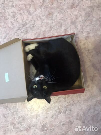 Передержка котиков на дому без клеток и стресса