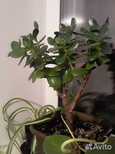 Спирея голд