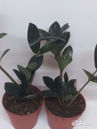 Замиокулькас черный равен