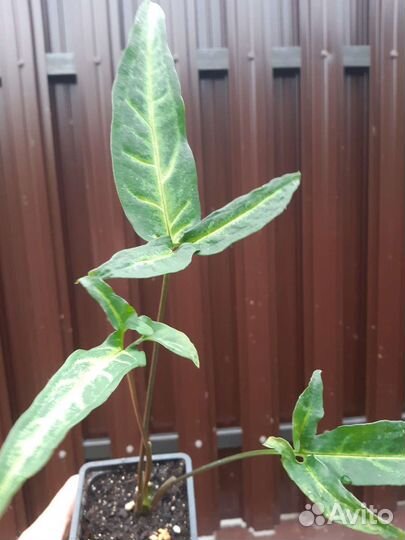 Сингониумы