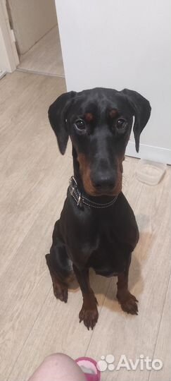 Обработка собак от блох и клещей