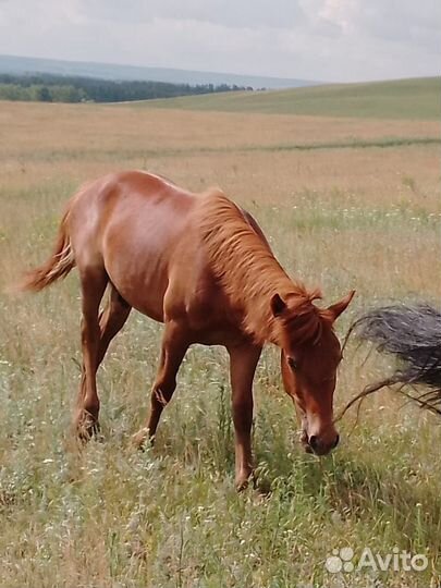 Жеребец, отъемыш