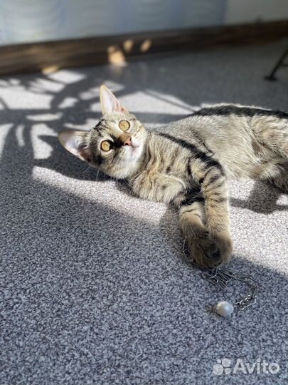 Кошка (корманный тигр)