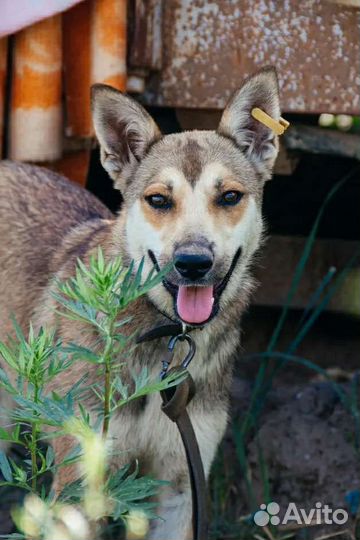 Девочка стерилизованная