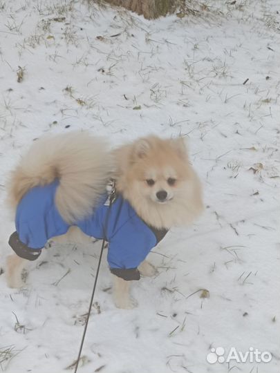 Случка собак шпиц