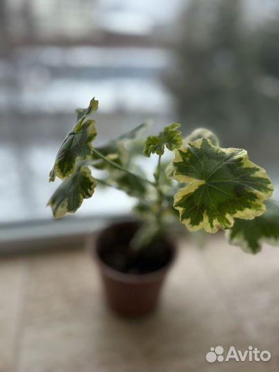 Герань пеларгония