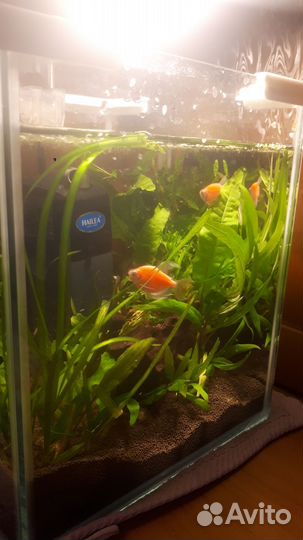 Рыбки с аквариумом