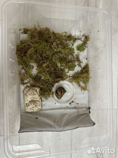 Улитка ахатины в добрые руки