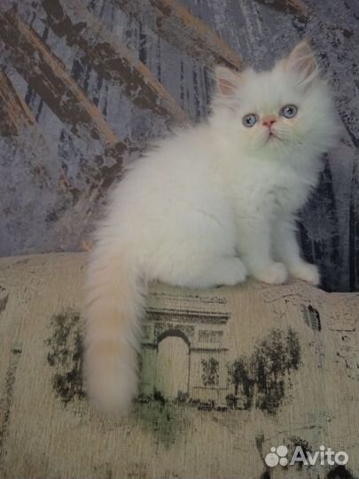 Персидские котята