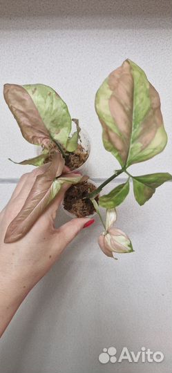 Сингониум Pink Salmon