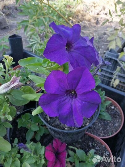 Петунья рассада