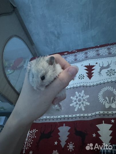 Крысята дамбо