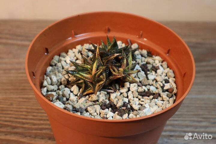 Редкий суккулент haworthia limifolia variegata