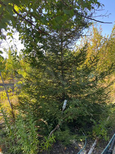 Дача 48 м² на участке 6 сот.