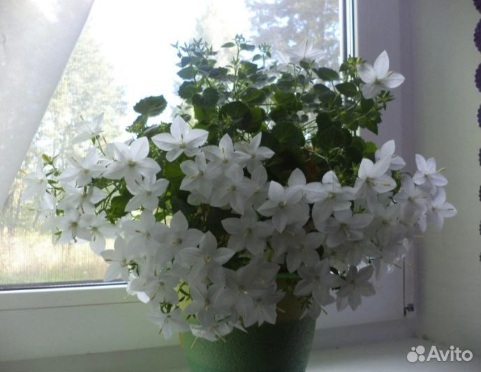 Комнатные растения цветы